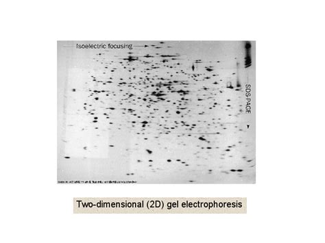 Two-dimensional (2D) gel electrophoresis