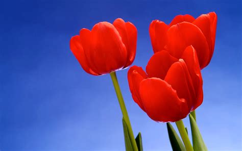 Red Tulips Desktop Wallpapers - Amazing Picture Collection