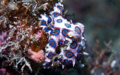 Fondos de pantalla : mar, pescado, submarino, Arrecife de coral, biología, arrecife, 1440x900 px ...