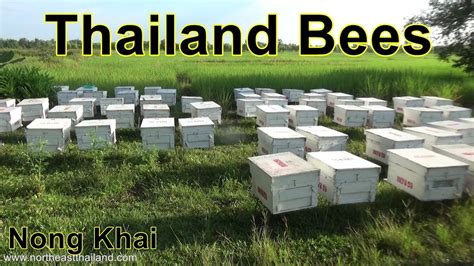 Thailand Bees, Tour of a Thailand bee farm, Nong Khai Thailand - YouTube