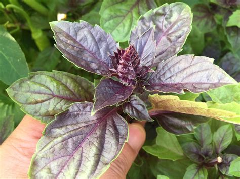 KCDGARDEN | Purple Basil