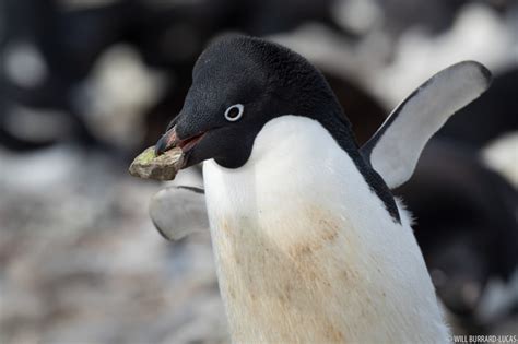 Adelie Penguins + Antarctica | Photos Pictures Images