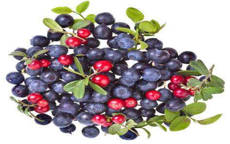 What Is a Huckleberry? | Wonderopolis