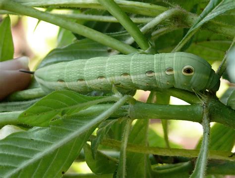 Mother Nature's Garden Evolution: Tersa Sphinx Moth Caterpillar