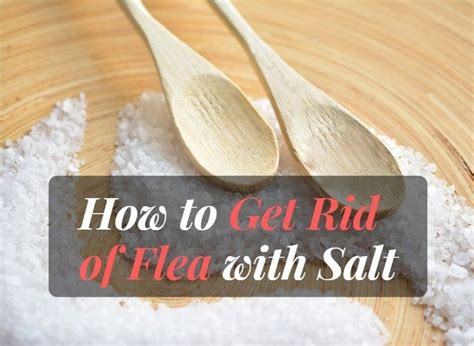 How to Get Rid of Fleas with Salt | Fleas, The cure, Salt