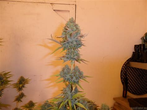 Strain-Gallery: Mazar x Great White Shark (World of Seeds Bank) PIC #22021329841144102 by pippypops
