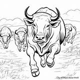 Buffalo Coloring Pages  Free & Printable sketch template