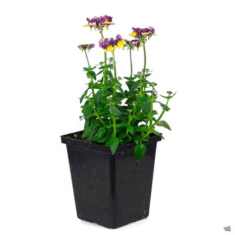 Nemesia — Green Acres Nursery & Supply