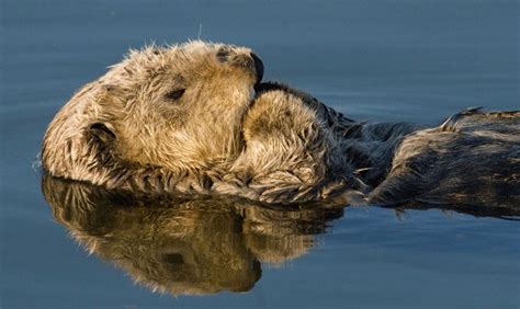 Summer Lecture Series: Sea otter conservation | The Journal of the San ...