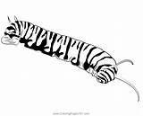 Monarch Caterpillar Coloring Page For Kids  Free Caterpillars sketch template