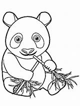 Panda Eating Bamboo Coloring Page Pages sketch template