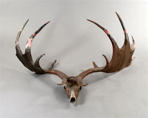 Bonhams : A massive set of 'Irish Elk' or Great Deer antlers