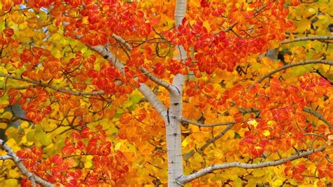 Birch Trees Autumn Wallpapers - Wallpaper Cave