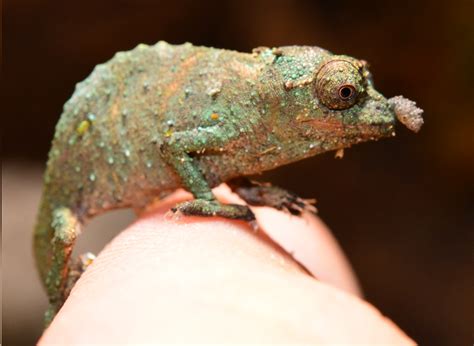 Contributor Post | WeForest - Madagascar Chameleon Habitat Conservation | Much Ado About Chameleons
