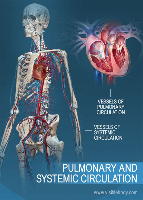 Circulatory Pulmonary & Systemic Circulation