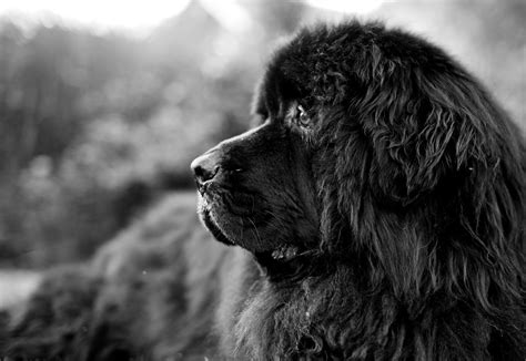 Newfoundland Dogs Wallpapers - Wallpaper Cave