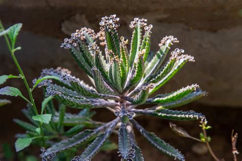 Kalanchoe Delagoensis 'Mother of Millions' Care (2024) | Garden Pals