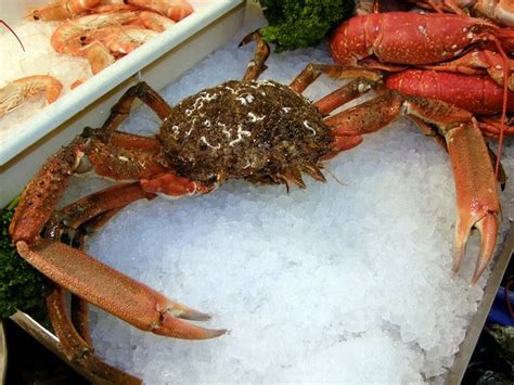 [コンプリート！] japanese spider crab diet 297270-Japanese spider crab eating a person - Jozpictsini11