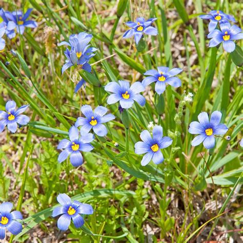 Blue Eyed Grass Seeds, Sisyrinchium | American Meadows