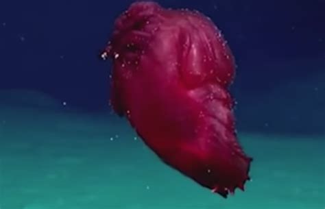 Weird and wonderful: 'Headless chicken fish' caught swimming off Antarctica