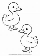 Free Printable Duck Coloring Page For Preschool & Kindergarten sketch template