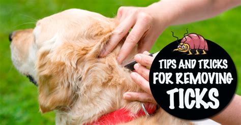 Tips And Tricks For Removing Ticks