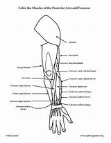Arm Coloring Pages sketch template