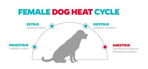 Can You Stop A Dogs Heat Cycle