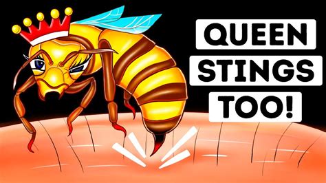 Are Queen Bee Stings More Dangerous? (We Found Out) - YouTube