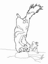 Free Printable Skunk Coloring Page  Pages For Kids sketch template