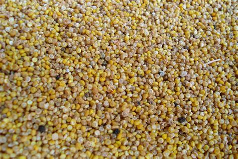 File:Harvested seeds of homegrown Chenopodium quinoa.jpg - Wikipedia
