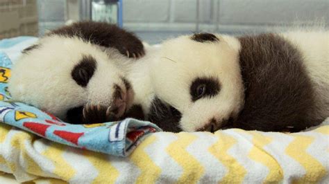 The newest giant panda twins at Zoo Atlanta are both female