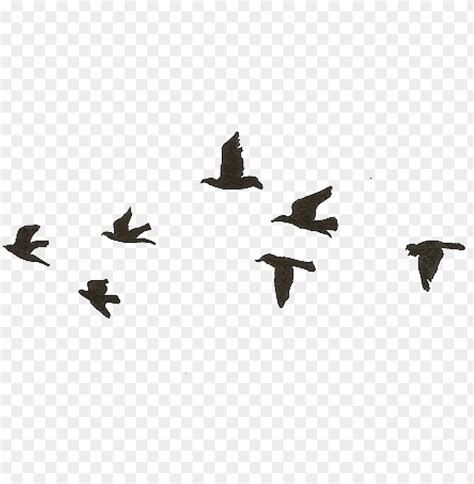 Free download | HD PNG flying birds gif transparent PNG image with ...