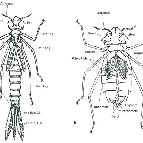 a–b. Odonata Morphology [figs. modified from Fraser 1919b (pl. XXXII... | Download Scientific ...