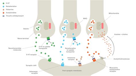 How To Increase Serotonin Receptors