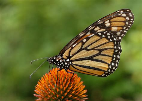 File:Monarch Butterfly Danaus plexippus on Echinacea purpurea 2800px.jpg - 维基百科，自由的百科全书