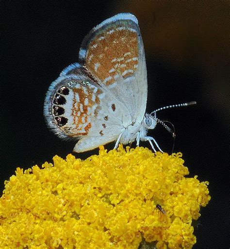 Western Pygmy-Blue Butterfly | Blue butterfly, Butterfly, Insects