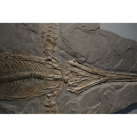 Fossilized Ichthyosaur Ichthyosaurs Fossil Skeleton-12 Inch BY 18 Inch Laminated Poster With ...