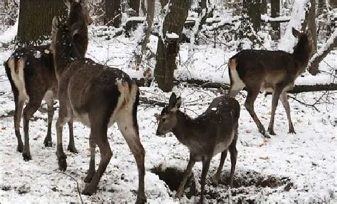 Endangered Hangul population shows increase in Kashmir - The Kashmiriyat