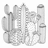 Cactus And Succulent Coloring Pages sketch template