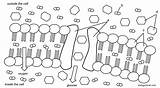 Membrane Cell Diagram Worksheet Labeled Coloring Structure Drawing  sketch template
