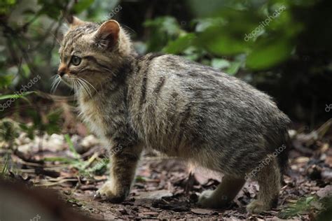 Wild European wildcat — Stock Photo © wrangel #79002602