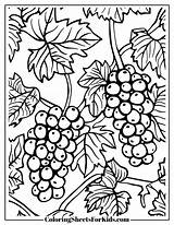 Grape Coloring Pages Free For Kids  Sheets sketch template