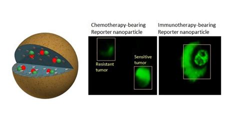 Nanoparticle shows if cancer treatment is working, ASAP