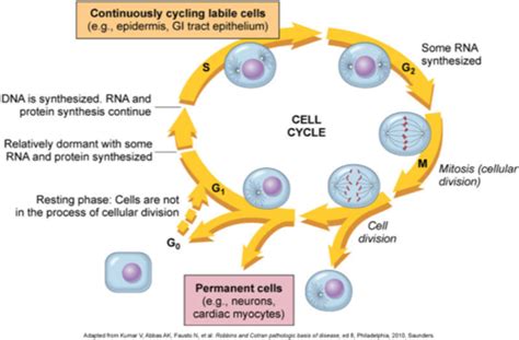 Patho: Cellular Proliferation & Differentiation Flashcards | Quizlet