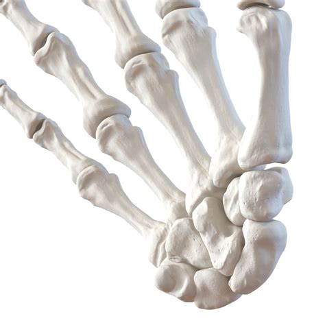 Human Hand Bones 3D Model $49 - .max .ma .obj .fbx .c4d .3ds - Free3D