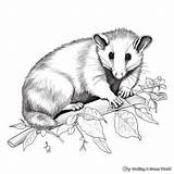 Possum Coloring Pages  Free & Printable sketch template