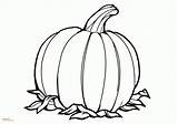 195 Pumpkin Coloring Pages For Kids Sketch Coloring Page sketch template