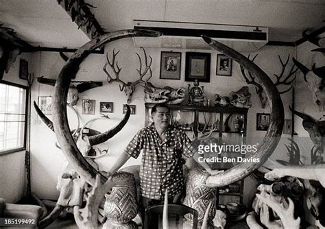 Kouprey Horns Photos and Premium High Res Pictures - Getty Images