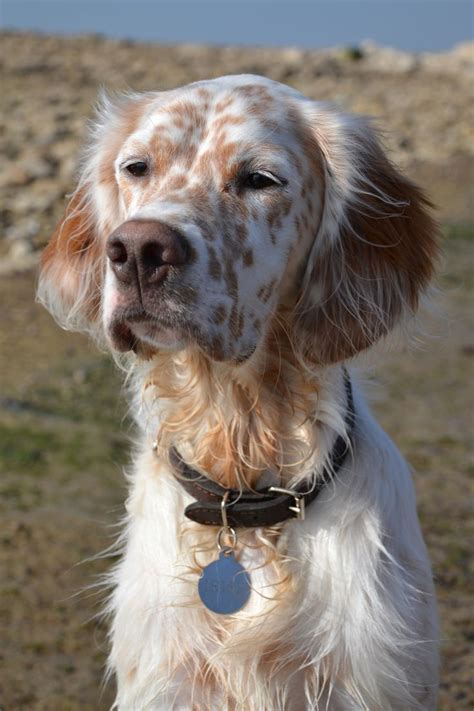 Irish English Setter | English setter dogs, Beautiful dogs, Cute dogs